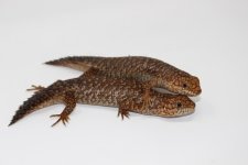 Gidgee Skink 5.jpg