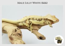 LW 666 (2).jpg