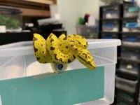 Biak Green Tree Python 02.jpg