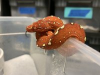 Biak Green Tree Python 01.jpg