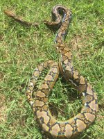 retic1.jpg