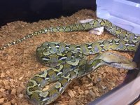retic2.jpg