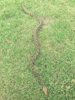 retic3.jpg