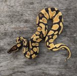 2019 male super orange dream het pied.jpg