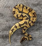female orange dream enchi het pied.jpg