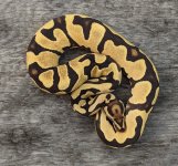 female orange dream fire het pied.jpg