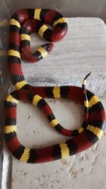 IMG_20200302_130635669.jpg