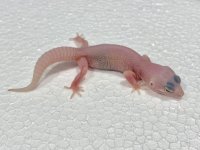 Diablo Blanco Leopard Gecko Baby.jpg