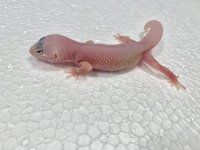 Diablo Blanco Leopard Gecko Baby 01.jpg