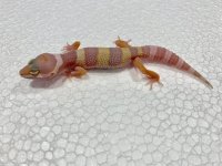 Tremper Albino Leopard Gecko Juvie 01.jpg
