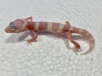 Mack Snow Tremper Albino Leopard Gecko Baby.jpg