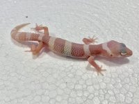 Mack Snow Tremper Albino Leopard Gecko Baby 02.jpg