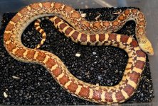 Sonoran Female w.c  20152.jpg