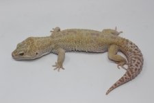 Aptor Leopard Gecko Adult 3.jpg
