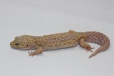 Aptor Leopard Geko Adult.jpg
