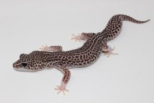 Super Snow Adult Leopard Gecko.jpg