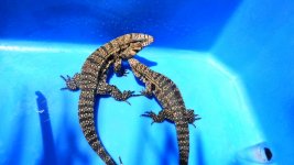 bw pair 11 pink tail a.jpg