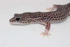 Super Snow Adult Leopard gecko 2.jpg