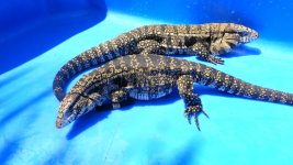 bw pair 11 pink tail ad.jpg