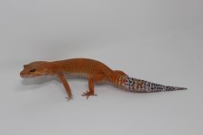IMG_7134.jpg