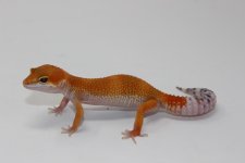 IMG_7154.jpg