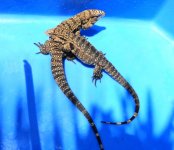 bw pair 11 pink tail ab.jpg