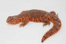 Red Niger Uromastyx male 3.jpg