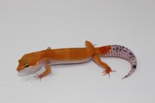 IMG_7145.jpg