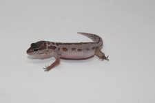 Mack Pattenrless Leopard Gecko Baby.jpg