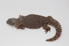 Red Niger Uromastyx Female 3.jpg