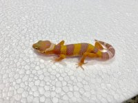 Tremper Albino Leopard Gecko Juvie.jpg