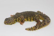 Yellow Niger Uromastyx Male 1.jpg
