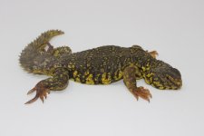 Yellow Uromastyx Niger Male2.jpg