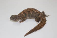 Sudanese Uromastyx.jpg