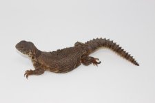 Yellow Niger Uromastyx Female 1.jpg