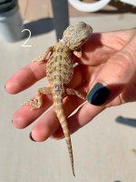 beardie.jpg