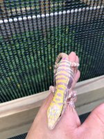 blue ice albino 3.jpg