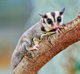 Sugar glider.jpg