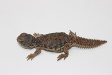 MoroccanUromastyx.jpg