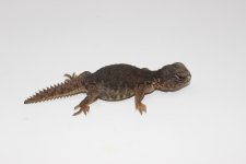 MoroccanUromastyx1.jpg