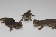 MoroccanUromastyx2.jpg