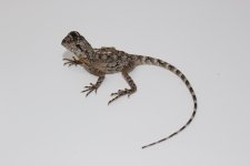 Frilled Dragon Baby FUll Body.jpg