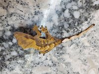 Crested Gecko1.jpg