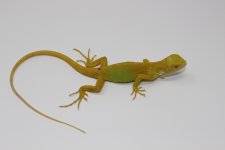 Albino Iguana 2.jpg