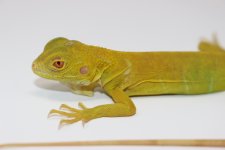 Albino Iguana.jpg