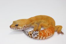 Super Hypo Tang ph Tremper A Male.jpg