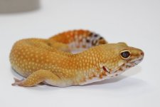 Super Hypo Tang ph Tremper A Male 2.jpg