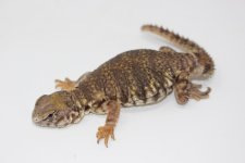 CB Orange x Yellow Uromastyx 2.jpg