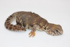 CB Orange x Yellow Uromastyx.jpg