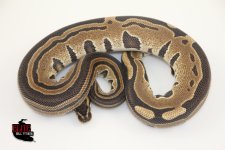 18Tri-Stripe66%HetAlbinoMale-550g.jpg